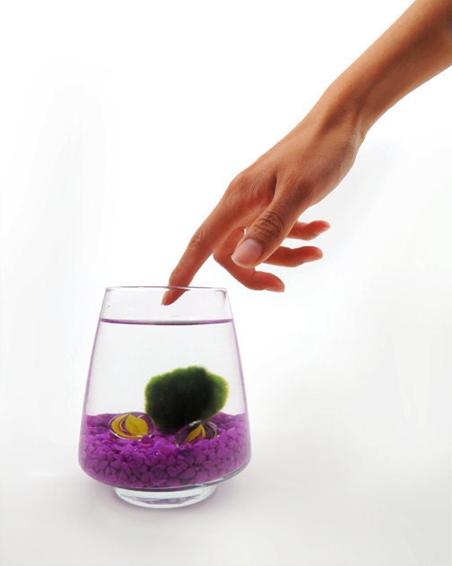 Marimo Pet in the Purple Sea