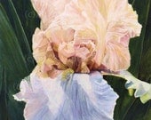 Watercolor Painting Iris Botanical Detailed Realism Garden Flower by Laurie Rohner