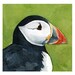 Colorful Puffin Watercolor Painting - Animal art - 5x5 Print