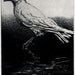 Why  Raven is Black- , White, Black, Raven (bird, BP Gulf of Mexico Oil Spill, crow) Series, Intaglio Etching. 5 x 7 inch 2010