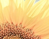 Sunflower Photography yellow bright summer sunny canary petals sunshine cottage I've got something I can laugh about. 11x14 fine art photo