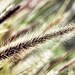 Macro photography nature photography grass green brown pastel wall art 4x6 Fine Art Photography Print
