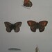 Vintage Brown Butterfly Botanical Print from an 1880's book - Plate No 19