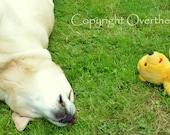 YELLOW LABRADOR sleeps with Winnie the Pooh Bear Whimsical Greeting Card Wall Art Dog Photography