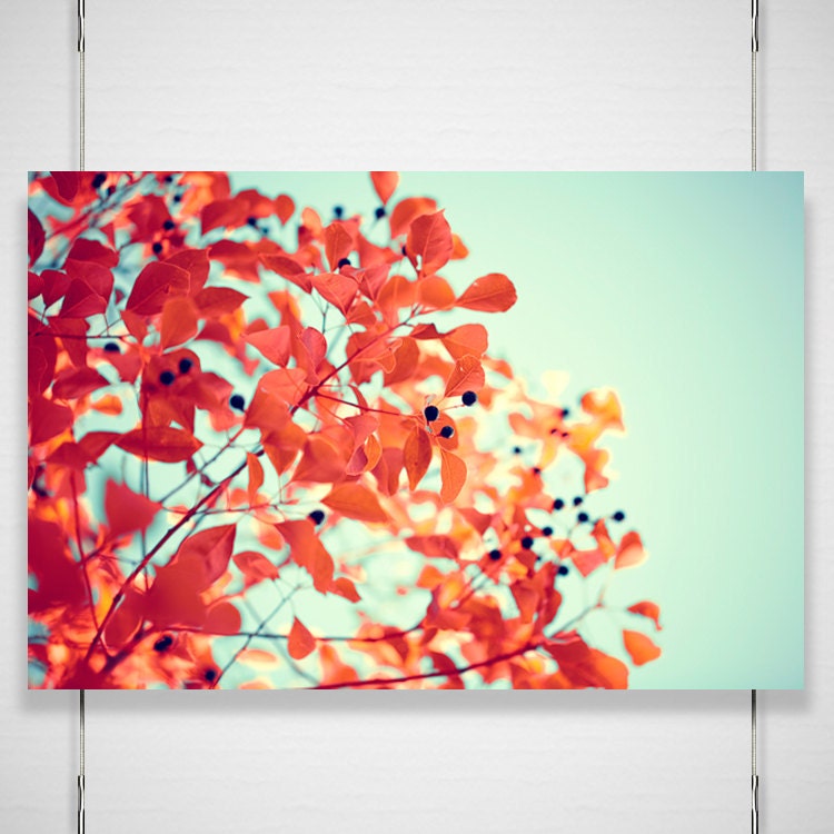 Autumn Tree Photography - 8x12 photograph print - minimalist modern home decor red orange branches aqua - 'Throwing Fire'