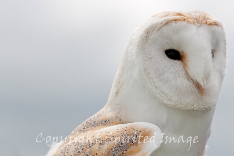YOUNG BARN OWL, Mounted Print