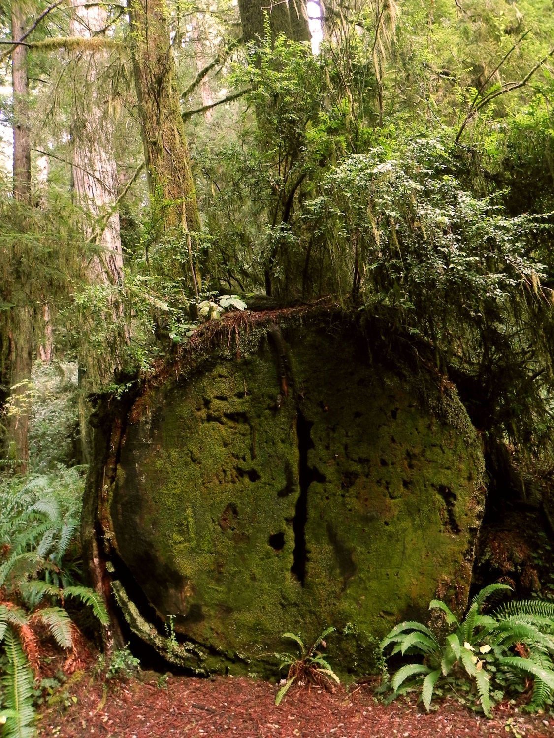 Redwood Forest Moss Invasion 8x10 Photo (Other print sizes available) - California jungle green tree red wood rain old growth