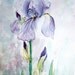 Purple Iris Watercolour Painting original Fine Art Home Decor