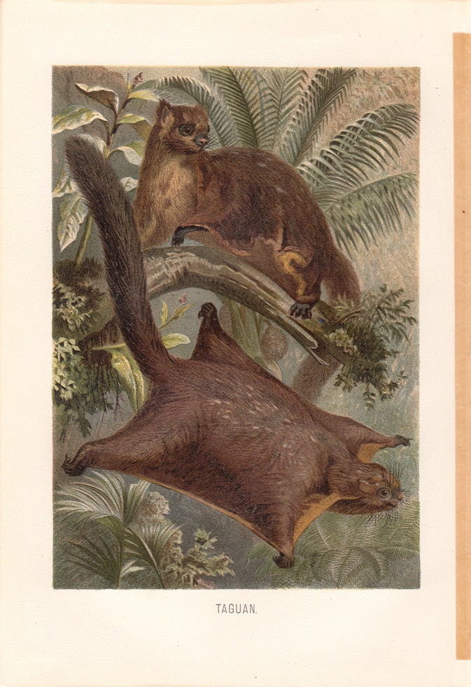 1890 Antique FLYING SQUIRREL print, Red Giant flying squirrel, so cute, bright colors