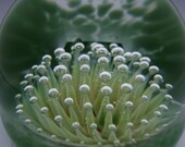 Flameworked Glass 'Ancient Anemone' Paperweight by Bashi Alé