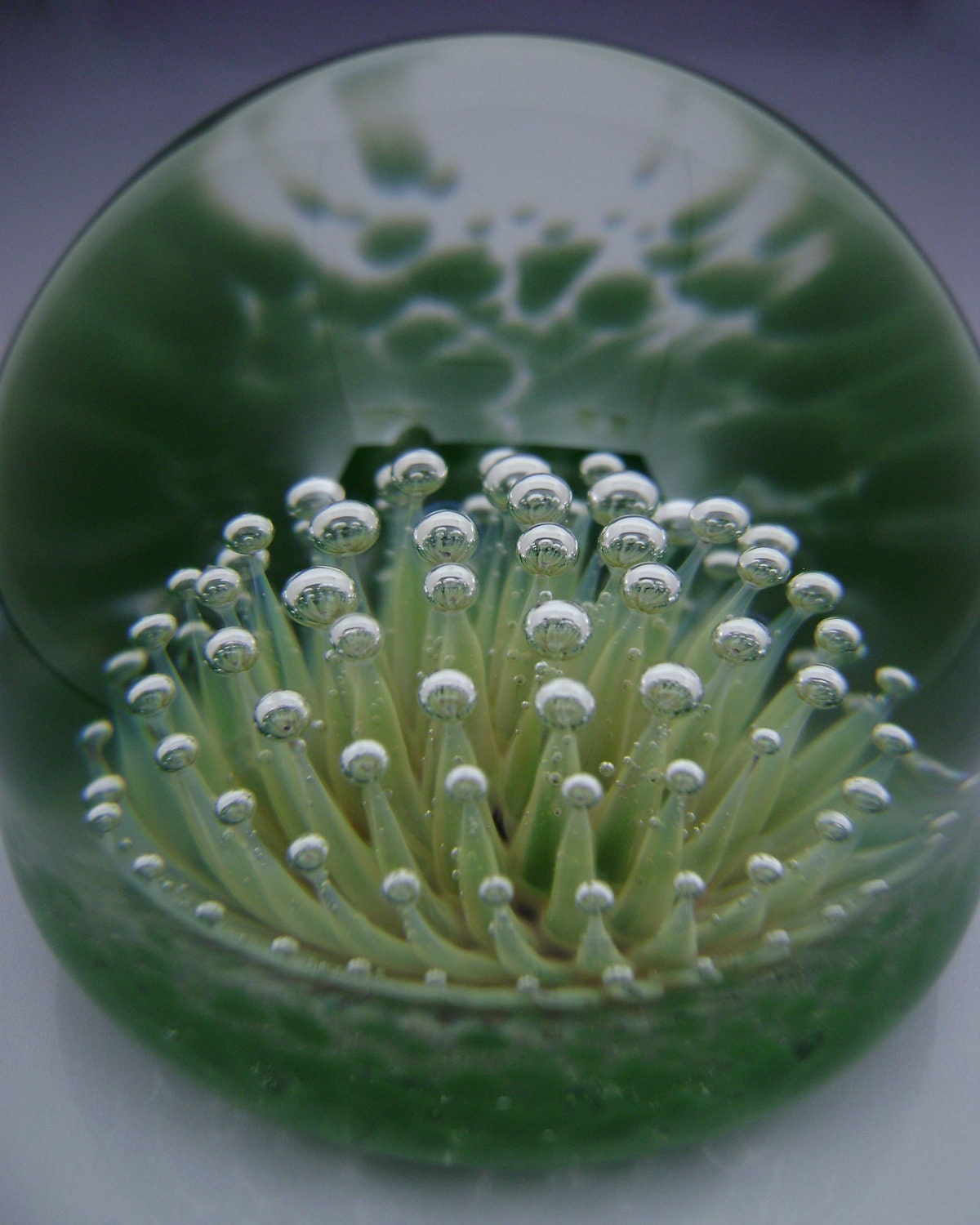 Flameworked Glass 'Ancient Anemone' Paperweight by Bashi Alé