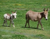 Pet Photography Greeting Card Wall Art Decor Miniature Donkey Mother and Baby Friendship Bond