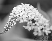 Mothers Day, Black and White Flower Photography Print, Greyscale Floral Print, Botanical Art Decor,  4x6 Prints