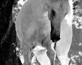 Stallion Dances - Fine Art Horse Photography