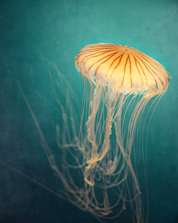 Nature Photography, Jellyfish Photograph in Teal and Orange, Turquoise, Aqua, Yellow, Colorful, Nautical, Summer, Animal, Ocean - Medusa