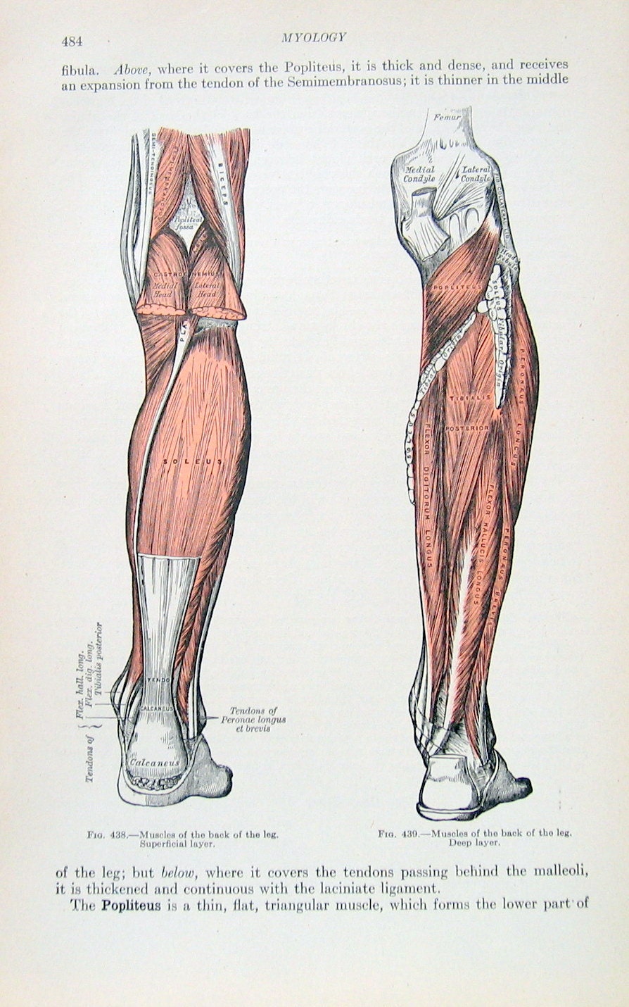 Muscles Of Human