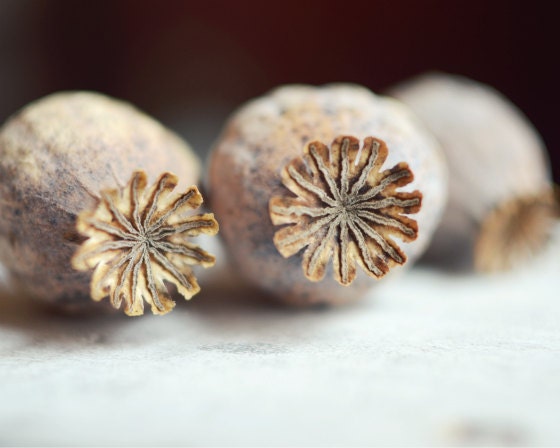 Seed pod photograph - poppy pods nature art dark brown white natural neutral naturalist photography - Three Pods