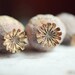 Seed pod photograph - poppy pods nature art dark brown white natural neutral naturalist photography - Three Pods