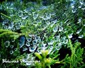 Spiderwebs and Dewdrops - 5 x 7 print - BlueCreekPhotography