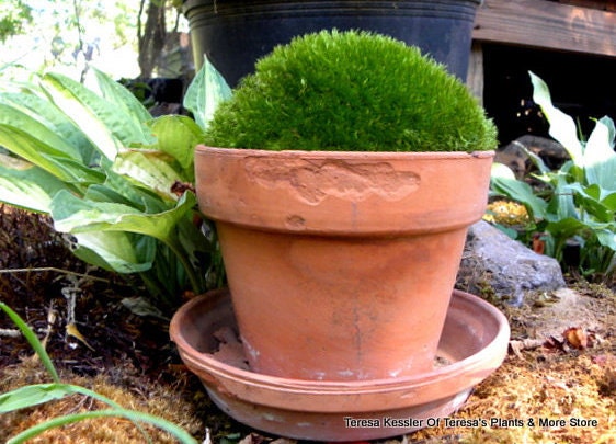 Large Mood moss for a 6-7 inch terra Cotta pot-Terrarium Moss-Live Moss