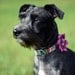 Striped Dog Collar Flower Set - Farmer's Market