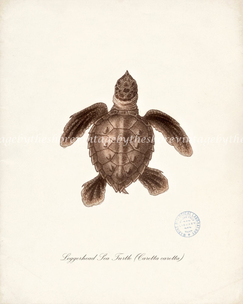 Endangered Species Illustration - Loggerhead Sea Turtle Vintage Natural History Print No. 1 8x10