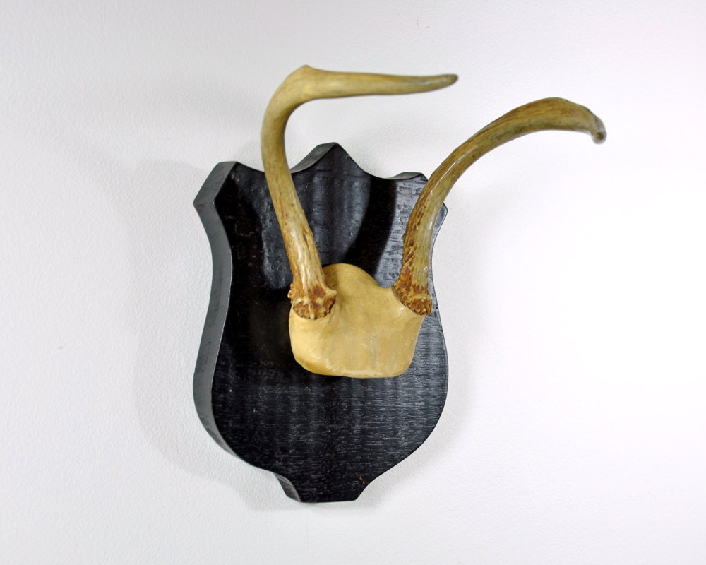 RESERVED /// Vintage Mounted Deer Antlers