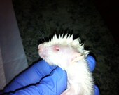 Dissected Baby Rat Wet Specimen, Preserved Specimen. Mature Audience Only
