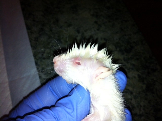 Dissected Baby Rat Wet Specimen, Preserved Specimen