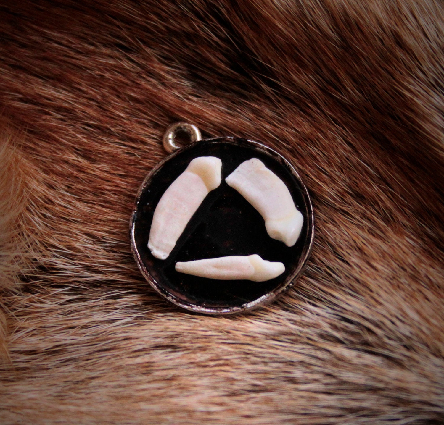 Neat Coyote Tooth Pendant