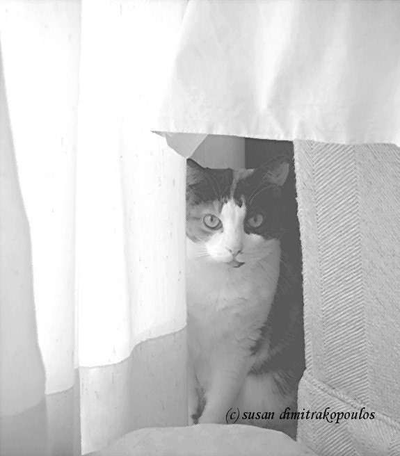Cat, kitten card, Shy Kitty, photograph, card, black and white, blank card w/envelope, write own msg