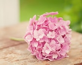 Pink flower on vintage table -  fine art photography print - spring photo soft feminine green rustic vintage hydrangea
