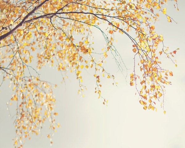 Autumn photography birches - fine art photography print -  yellow golden tree whimsical autumn home decor