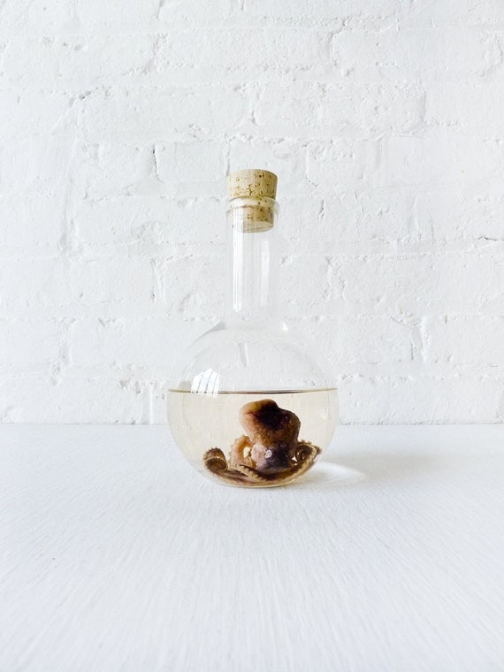 Sea Witch Octopus Specimen In Crystal Science Beaker