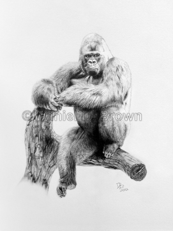 Gorilla, Daniel D. Brown, 2012, Pencil