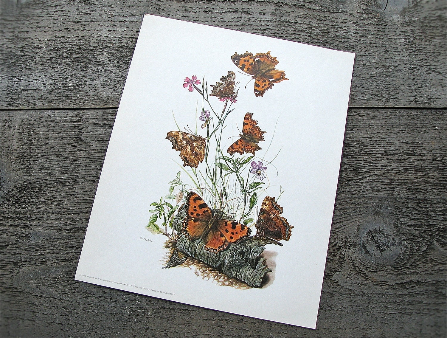 vintage botanical print : Kronen Verlag No. 7089 butterflies by 24pont