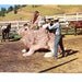 Saddling Up Big Jack - Vintage Postcard