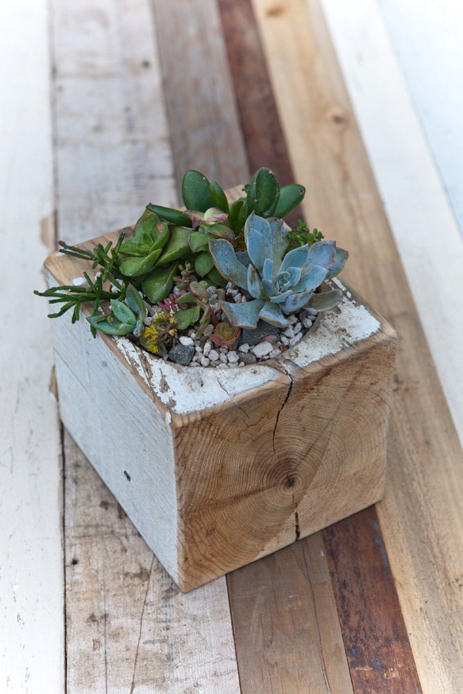 Large / re-BEAM Planter with Succulent Arrangement