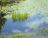 Water Lilies Photo Fine Art Photography Wall Art Home Decor Impressionistic Monet Summer shabby Cottage Chic water garden blue sky nature