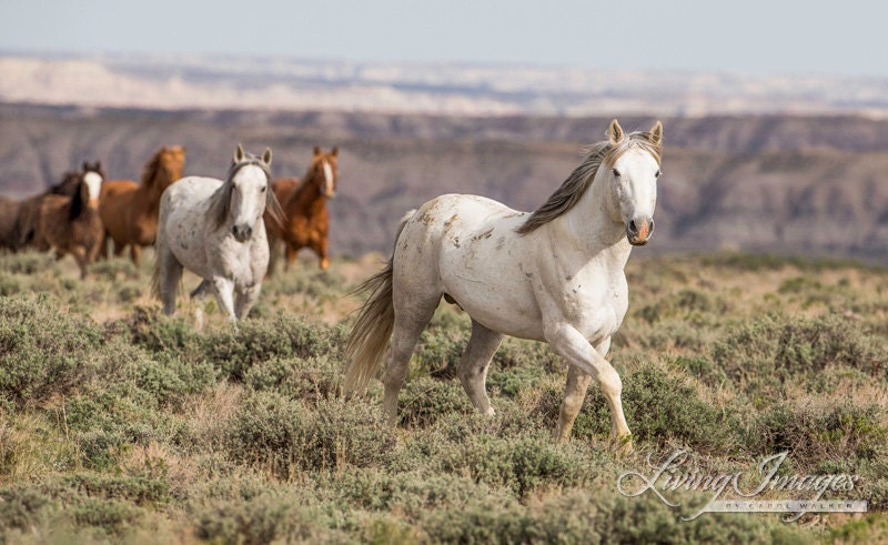 The Stallion Leads the Way - Fine Art Wild Horse Photograph