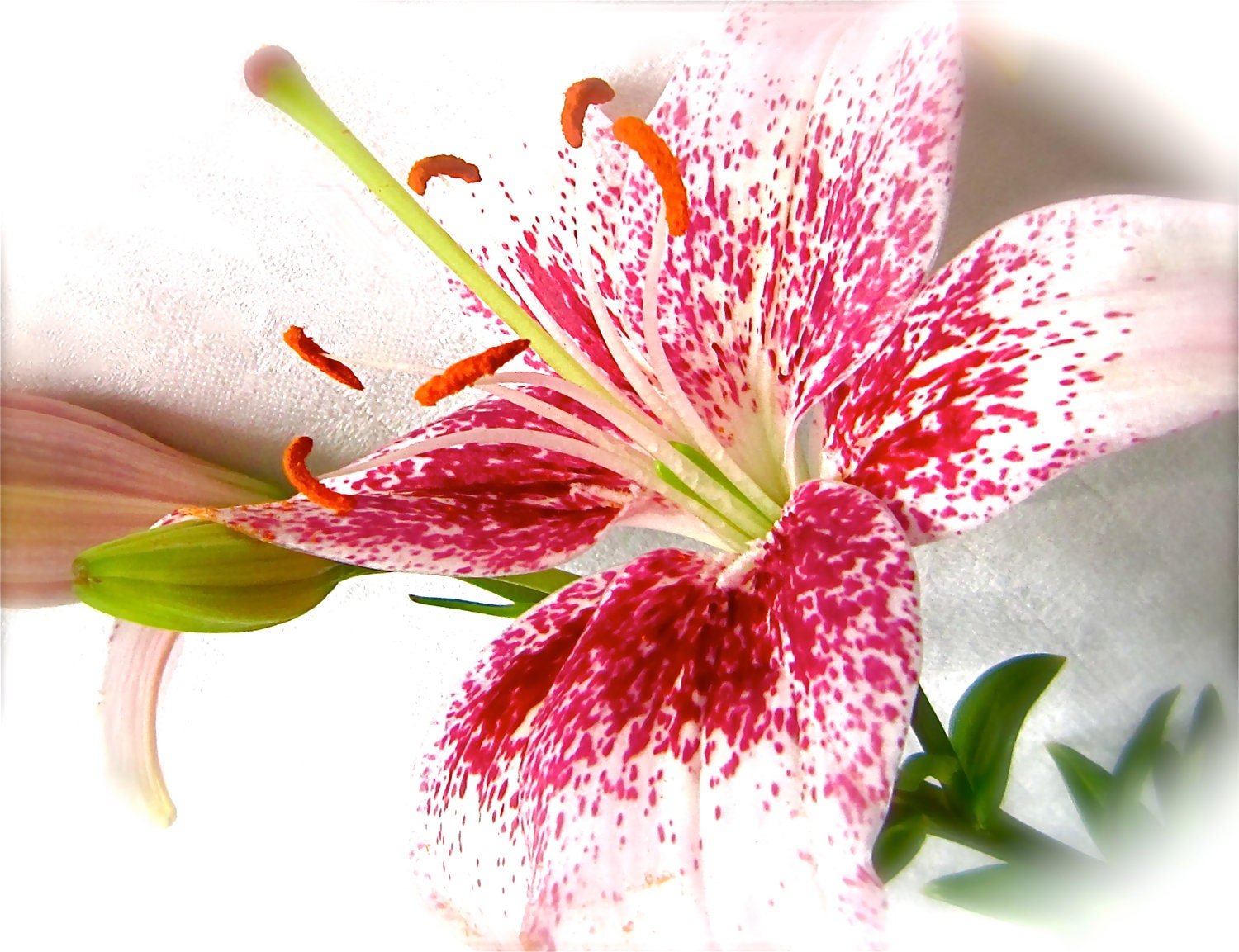 oriental lily flower