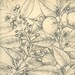 Botanical Sketch Drawing Quiinha Maranhao Brazil Frei Cristovao