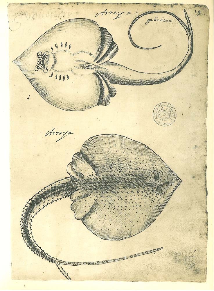 Stingray Fish Sketch Drawing Vintage Facsimile Maranhao Brazil Frei Cristovao