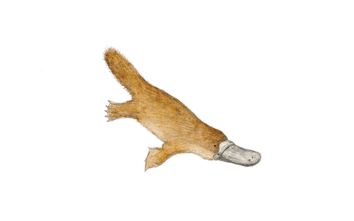 Duckbilled Platypus Print - 5 x 7