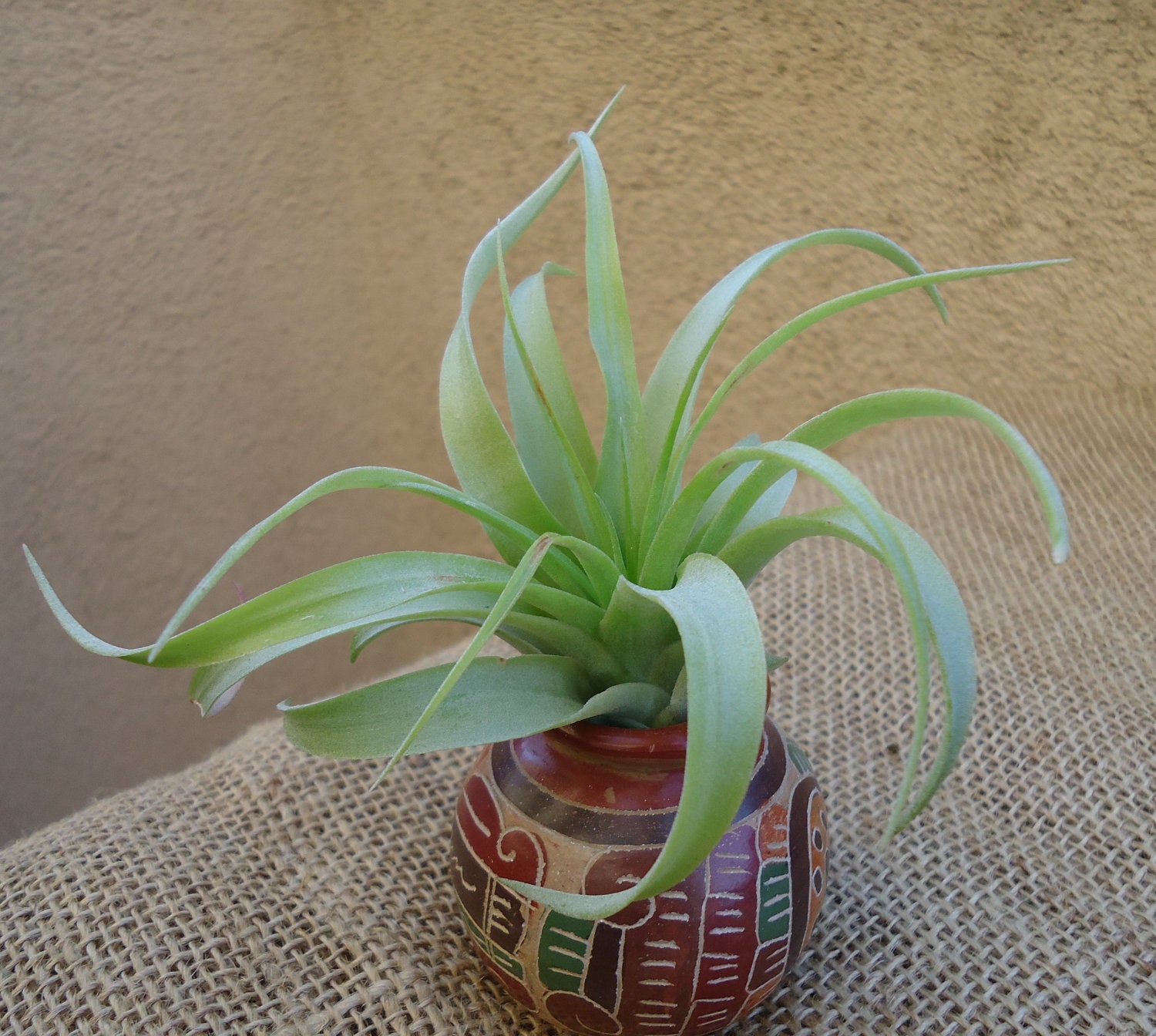 Tillandsia Brachycaulos Green Air Plants