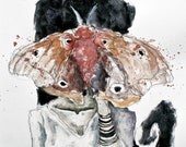 Saturniidae: the Moth Muse