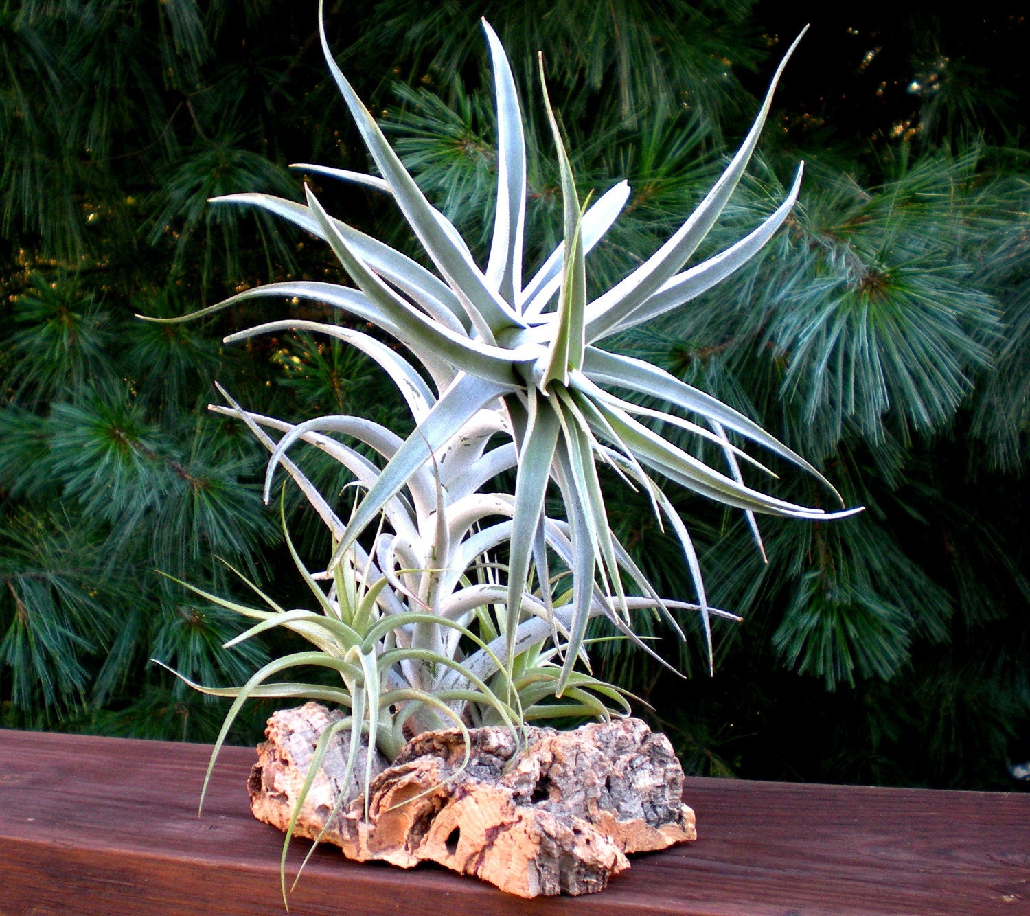 Tabletop Garden: Air Plants on Sustainable Virgin Cork Bark