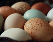 Eggs, Speckled Egg, Farm Eggs, Chicken, Fine Art Print, 8x12 Photograph, 'Henfruit'
