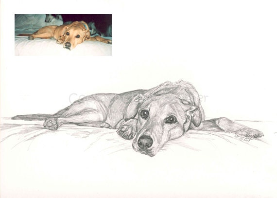 Custom Dog or Cat or Any Pet Portrait (Minimalist) in Graphite by Deb Gardner