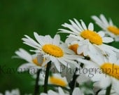 Daisys Photograph